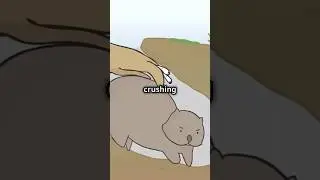Wombat's Deadly Defense: Crushing with Their Butt! #shorts #nature