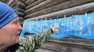 Установка ловушек на живца. Утренняя проверка продольников 