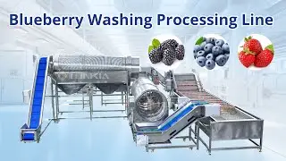 Industrial Blueberry Washing Processing Line: Best Way to Wash BWlueberries