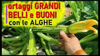 ORTAGGI e FRUTTI incredibili con il concime alle ALGHE NERE