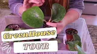 HOYA GREENHOUSE TOUR | Using Plastic Boxes