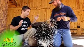 African Porcupine UP CLOSE! Meet Turbo! (Amazing Spikes!)