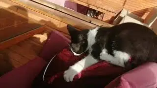 Cute Cat Controlling my bag !