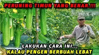 Cara pruning mentimun agar berbuah lebat