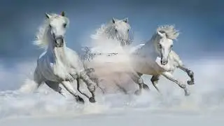 ТРИ БЕЛЫХ КОНЯ  С НОВЫМ ГОДОМ!