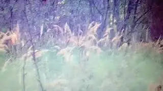 Archery elk 2024 25yrds on tacticam #archeryelk #archery #hunting #alberta #canada #grandeprairie
