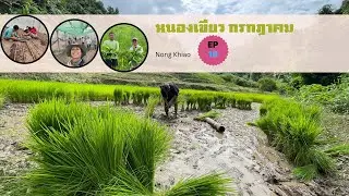  Shifting cultivation in upland fields with integrated farming practices-Nong Khiao Ep10