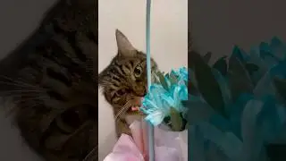 Кот ест цветы 😻Хулиган 😃#vlog #cat #puppy #family #love