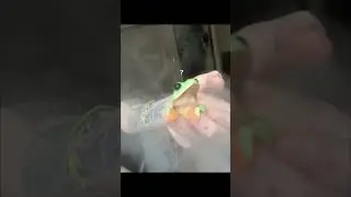 Credit: @nekogekko on Tiktok #frogs #frogsoftiktok #frogvideo #wholesome