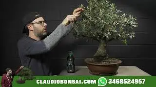NUOVO LECCIO DISPONIBILE