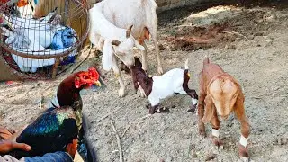 Murga to😮lana tha lakin🫢|#chicken #birds #vlog #pets #dailyroutine #dailyvlog #villagelife #daily 