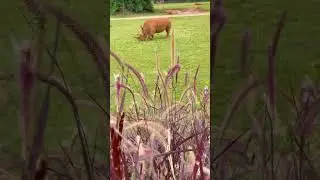 Australia zoo #rhinoceros #zoo #adventure #hot