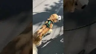 Marcus The Golden Retriever Modeling Our Dog Harness in Rainforest Green - Dog Performance Gear