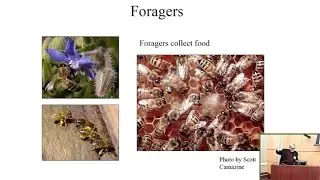 Hierarchy and Connectedness as Determinants of Health and Longevity in Social Insects