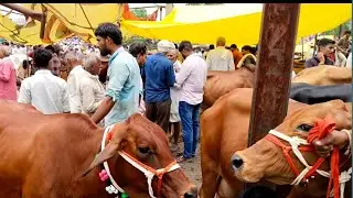 पचोर पशु मंडी किसान की #अच्छी नस्ल की गाय 
