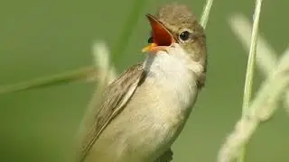 Marsh Warbler singing, Budim&iacute;r, Slovakia