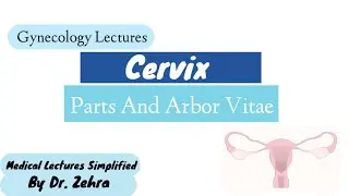Cervix Anatomy, Parts and Arbor Vitae #mbbs
