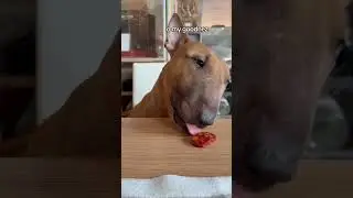 Dog Taste Test Adventure with Adorable Mini Bull Terrier