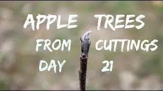 #214 - 200 Free Apple Tree UPDATE!!! 21 Days Later... (Starting Trees From Cuttings)