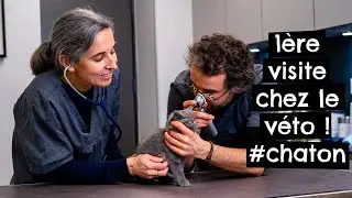 Première visite chez le véto ! #chaton 🐱