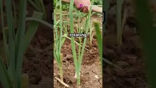 The Science of Crop Rotation: How It Improves Soil Health & Boosts Yields!