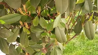Cel mai ornamental pomisor care este veșnic verde :Photinia🌳