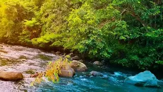 Natural River Ambience in the Forest 🌿 Relaxing White Noise