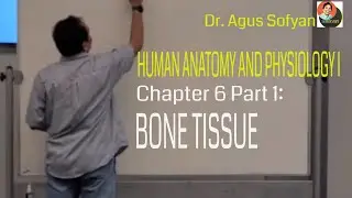 HUMAN ANATOMY AND PHYSIOLOGY I: Chapter 6 Part 1 - BONE TISSUE