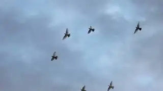 #Pigeons