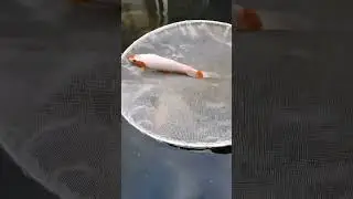 Susan's New Snow Asagi #snowasagi #koifry #koipond #koi #tosai #koilovers #koilife #lovinglife