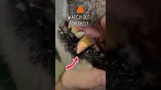 🦷Dead Dog Tooth?