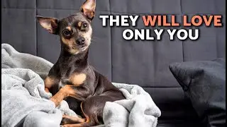 10 ПРЕИМУЩЕСТВ жизни с миниатюрным пинчером 🐶 Это собака не для всех ❤️🐾