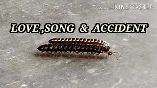 Love ,song & accident | Bollywood song | musical kitchen singing with cooking |