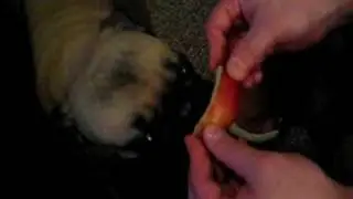 Pug eats apple.