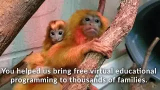 2020 Year in Review - Thank you from RWPZoo