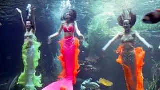 Show biểu diễn cực hấp dẫn 3 nàng tiên cá dễ thương xinh đẹp tại Thủy cung VinPearl Land Phú Quốc