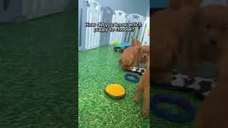 how did you know which puppy to choose?