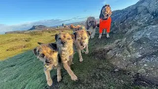 12 Dog Walks of Christmas | Walk 1 | Scotland | #dogs #dogwalk 