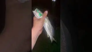 Sand Trout VS Shrimp Lure #fishing #fishingvideo #outdoors #shorts