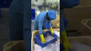 Biggest prawn cleaning factory in India #india #prawns #seafood 