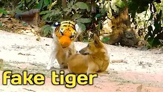 fake tiger mask dog prank