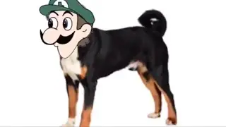 Luigi is a dog