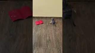 kittens are playing happily 🐈🎊👩&zwj;❤️&zwj;💋&zwj;👩🎊🐈👍 #kittens #love #play