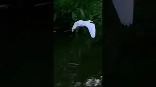 Большая белая цапля в полёте, Белгород. Great white heron in flight, Belgorod.