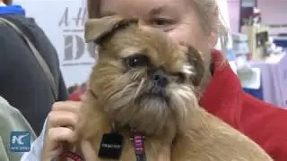 Hundreds of dogs and their masters celebrate pet festival near Vancouver