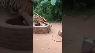Tiger Attacks Man at Village Well 😱🐅 | गांव के कुएं पर अचानक टाइगर का हमला  #tiger #sora #ai