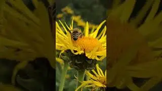 Honey bee on Inula helenium 2