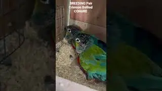 Crimson Bellied Conure Breeding Pair / Conure Breeding setup