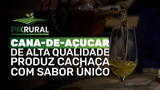 CANA-DE-AÇUCAR de alta qualidade produz CACHAÇA NOBRE