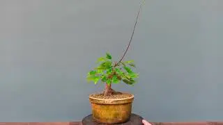 Pr&eacute; Bonsai Acer Tridente Altura 17cm
